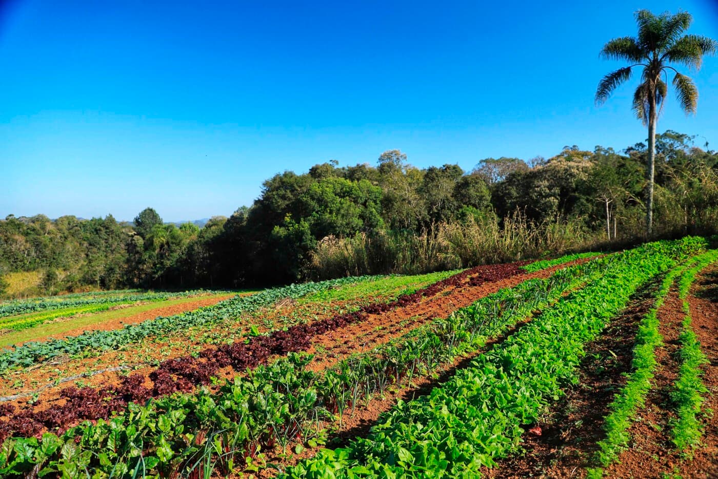 Agricultura
