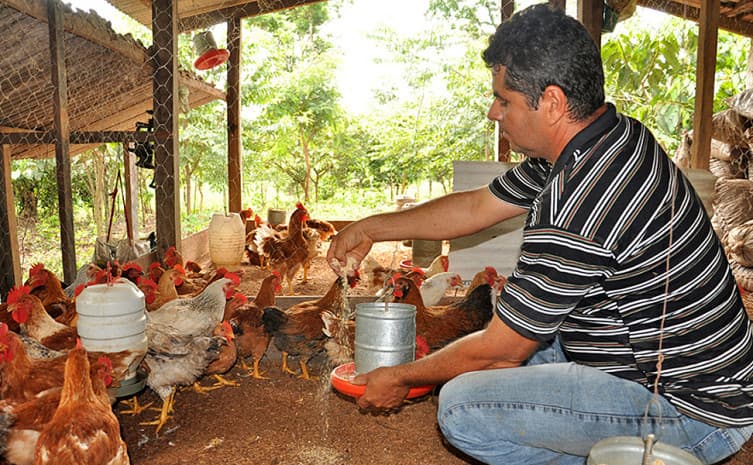 Avicultura